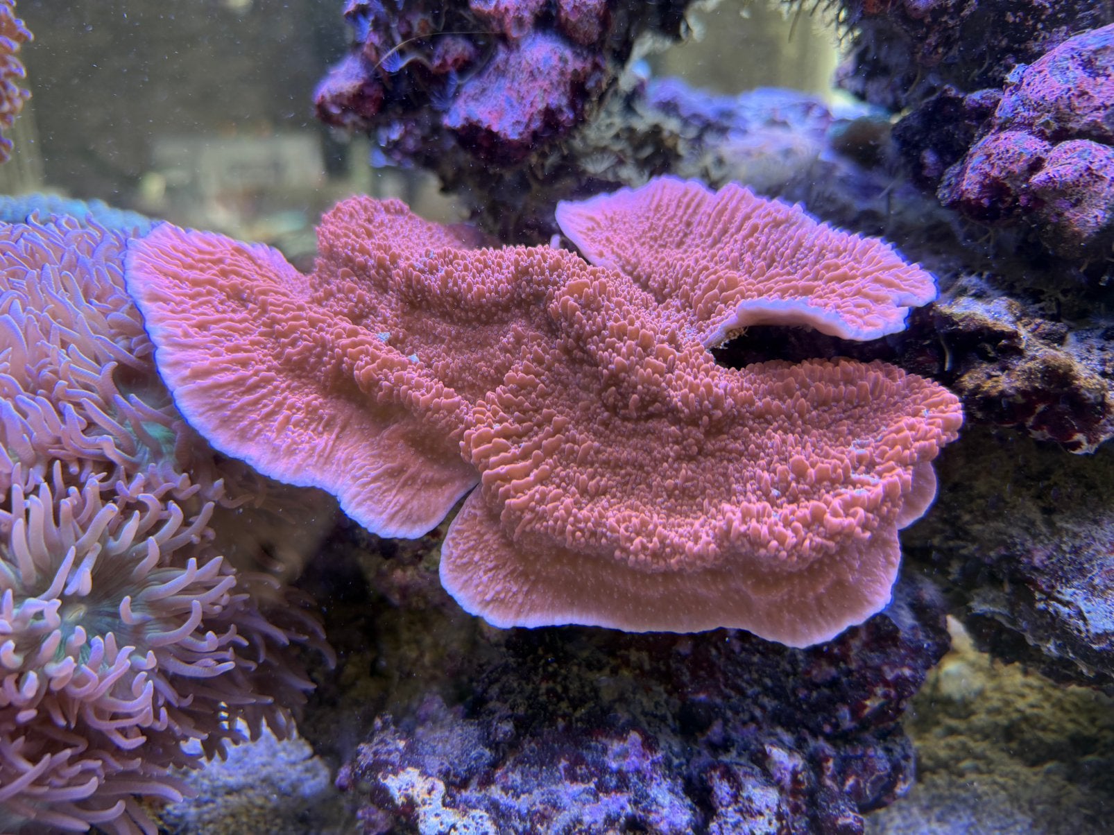 Gratis: montipora rood, Dieren en Toebehoren, Overige typen, Zoutwatervis