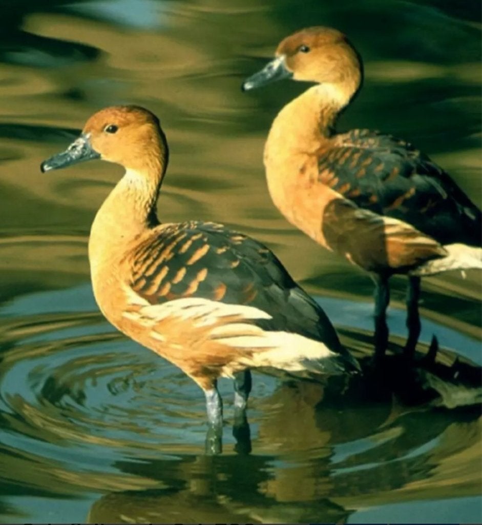 broedeieren geleboomeend gele boomeend boom eend eenden, Dieren en Toebehoren, Pluimvee, Geslacht onbekend, Eend