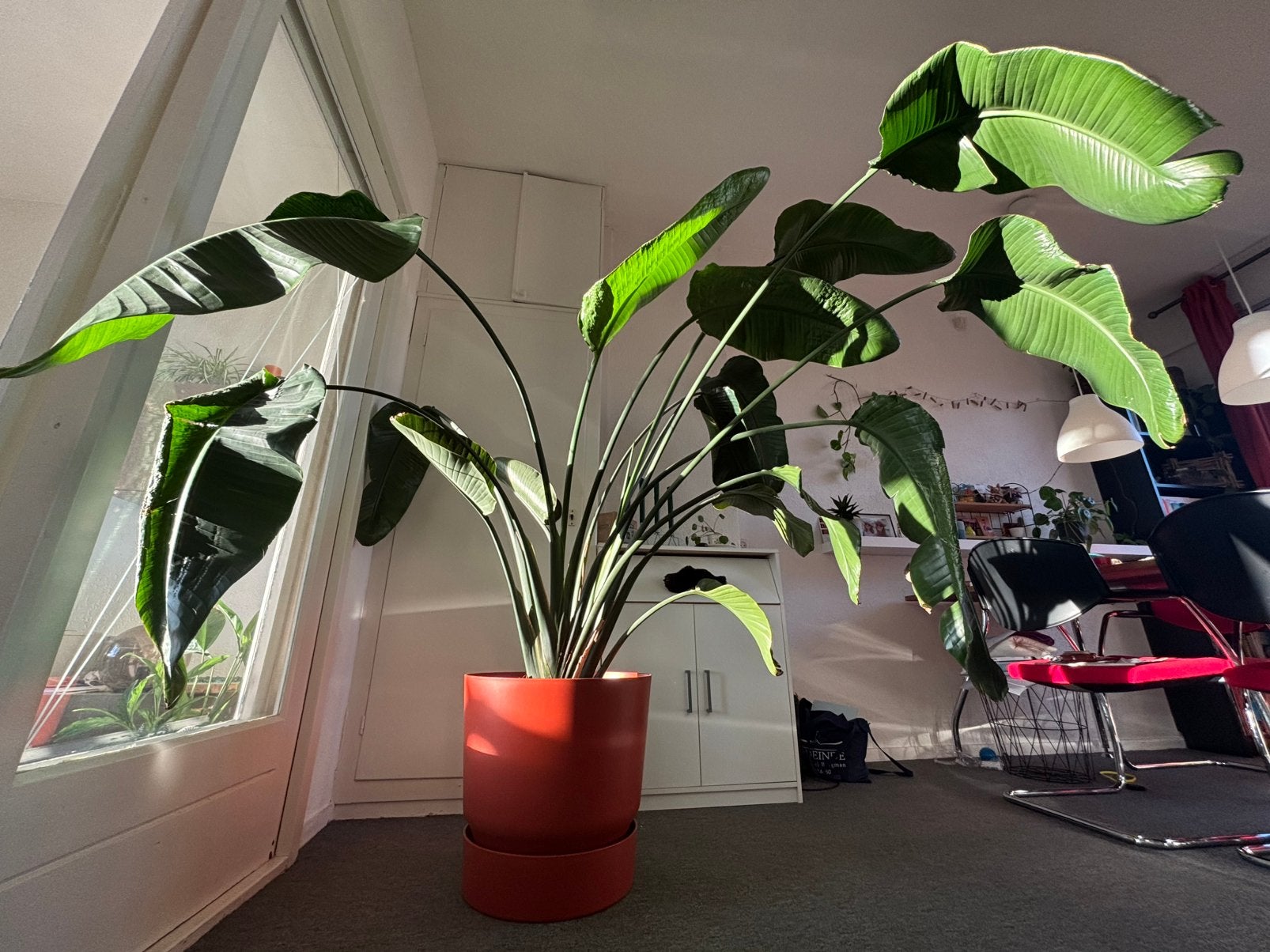 Grote Strelitzia Paradijsvogelplant (200x220), Ophalen, 200 cm of meer, Overige soorten, Volle zon