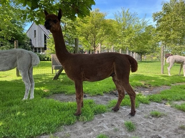 Alpaca dekhengst Renegade, Mei, Mannelijk