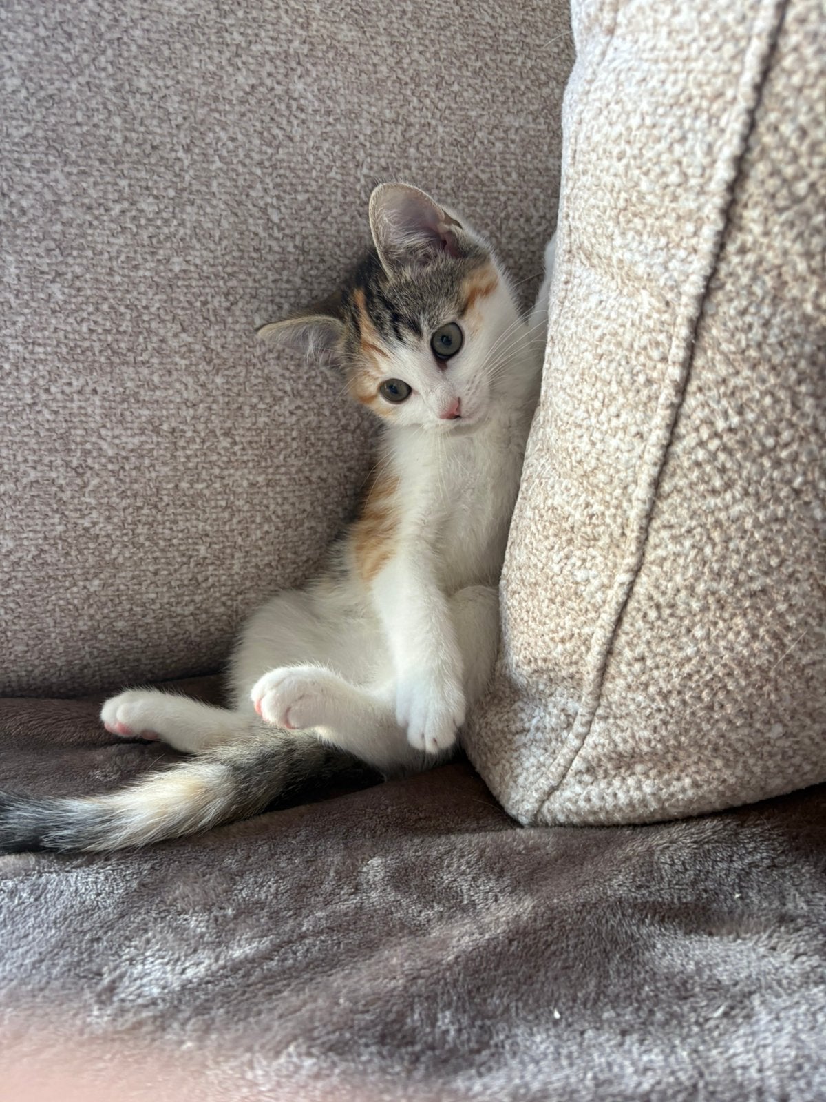 Super lieve kitten ( poesje), Poes