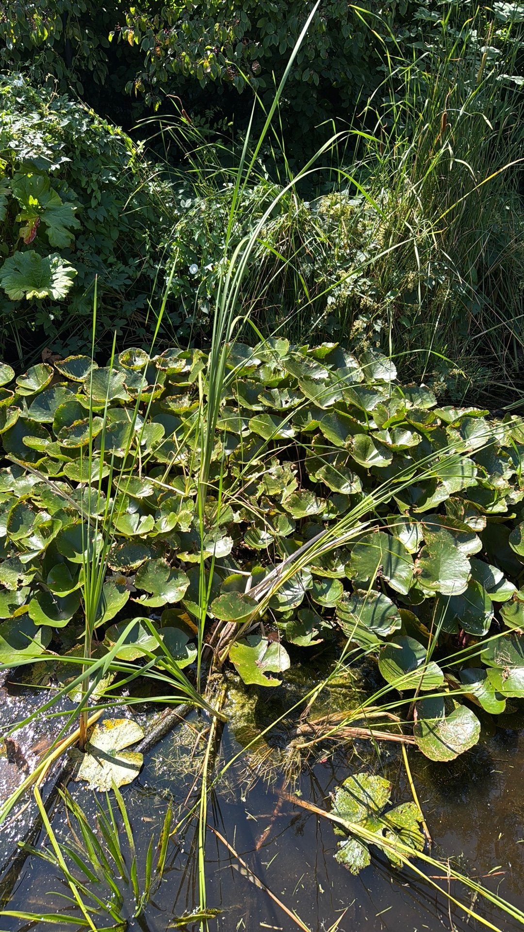 Vijver planten - gratis op te halen, Ophalen, Overige soorten, Minder dan 100 cm