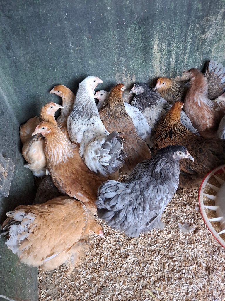 Brahma groot hennen, diverse kleuren, Dieren en Toebehoren, Pluimvee, Vrouwelijk, Kip