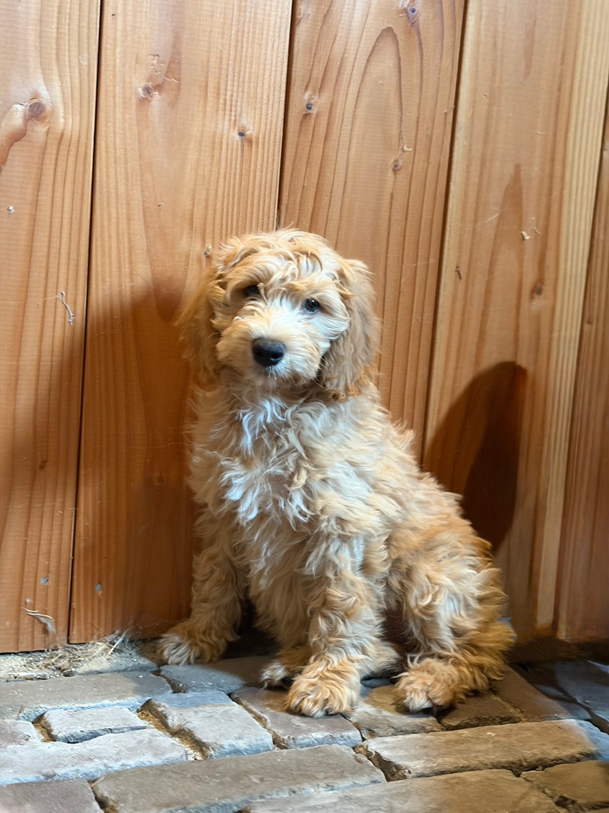 Lieve mini labradoodles puppys, Dieren en Toebehoren, Parvo, Overige rassen, 8 tot 15 weken, Meerdere