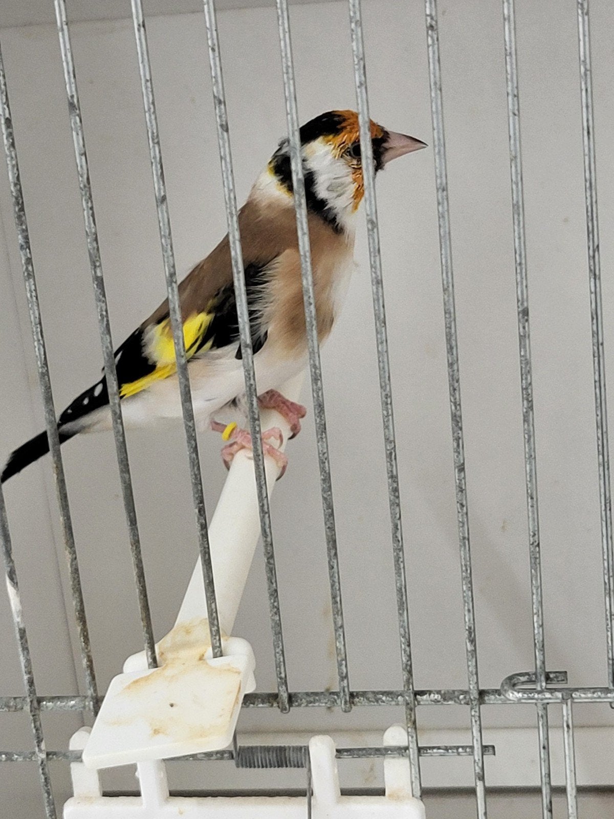 majoor putter  wildkleur man, Dieren en Toebehoren, Mannelijk, Bastaard
