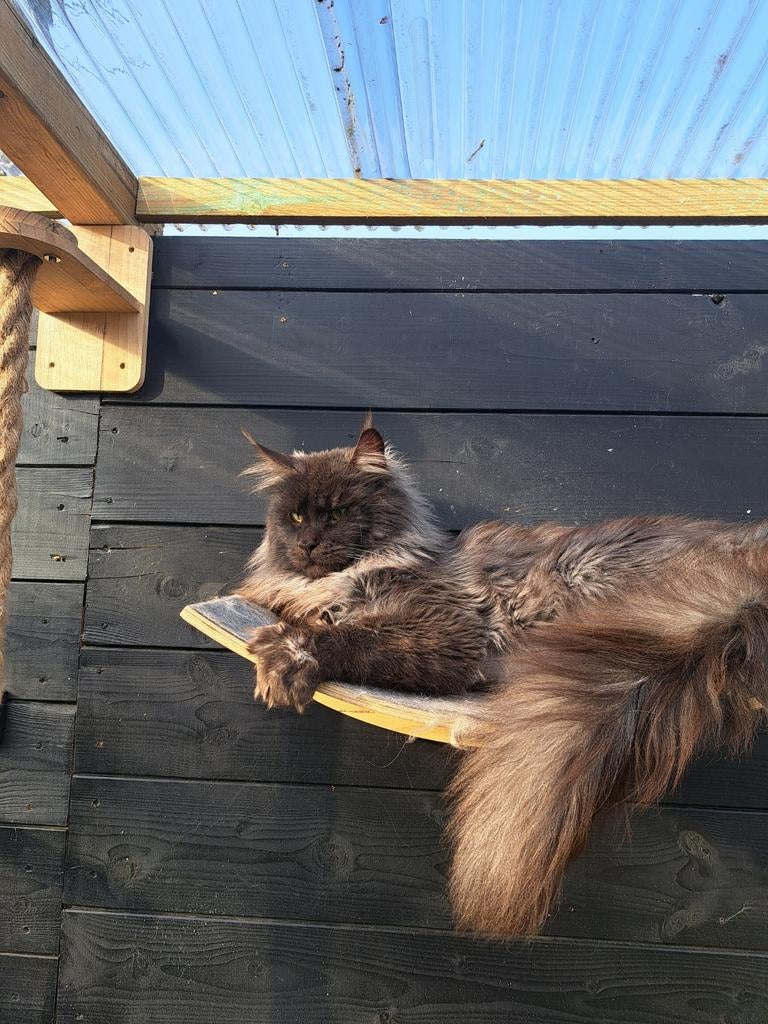 Dekkater maine coon, Kater, Met stamboom, 0 tot 2 jaar