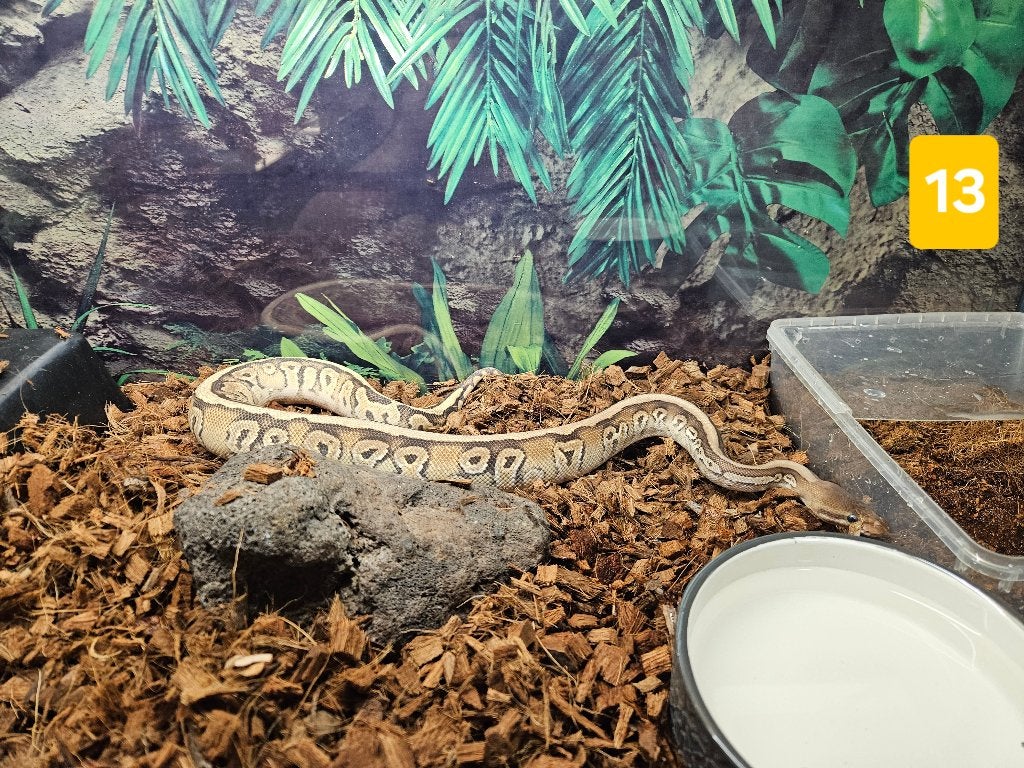 Python Regius Konings Python Morphs Ball Python photo 6