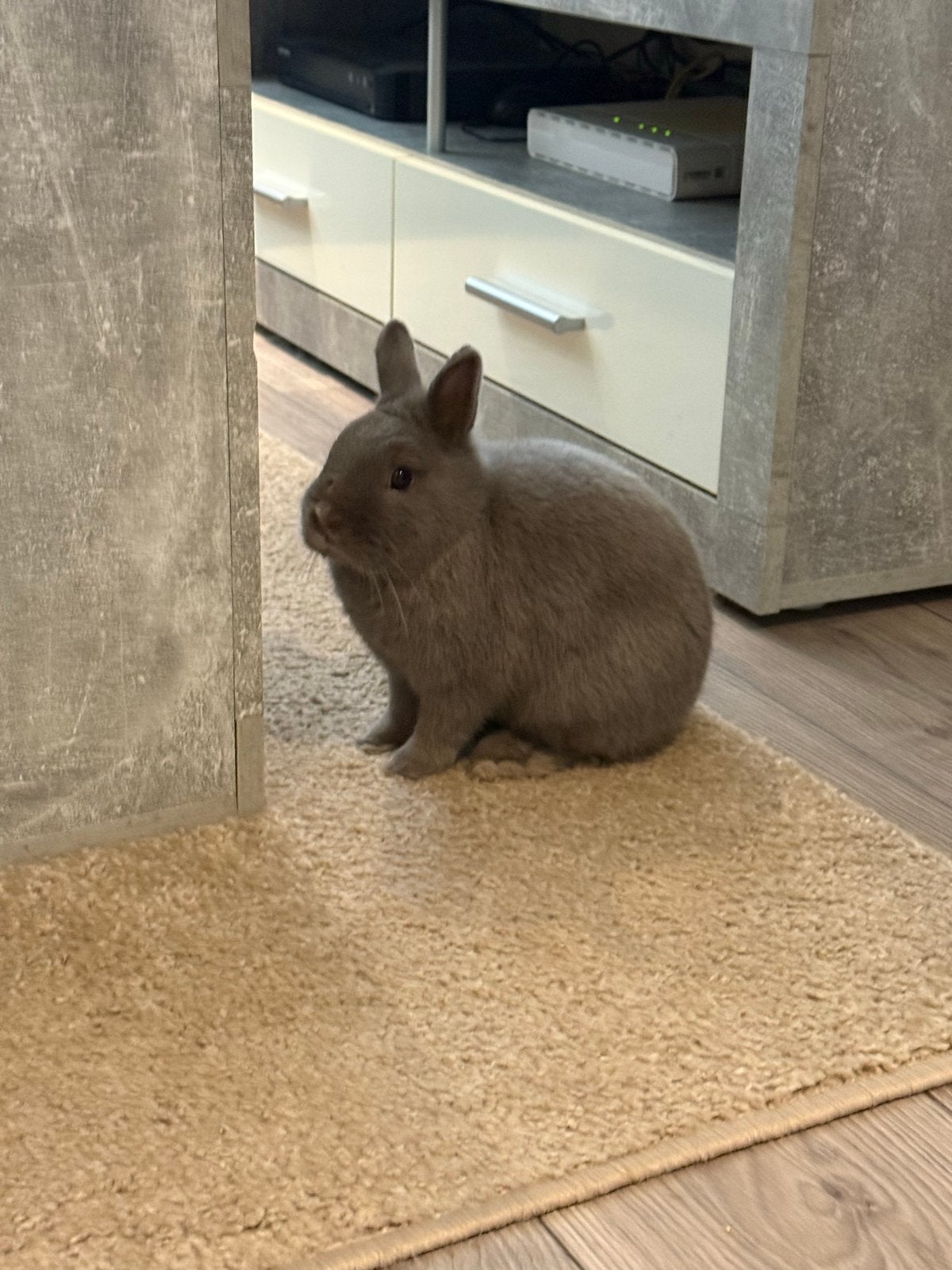 Twee lieve ras echte dwergkonijnen, Vrouwelijk, Overige typen, Tam, September