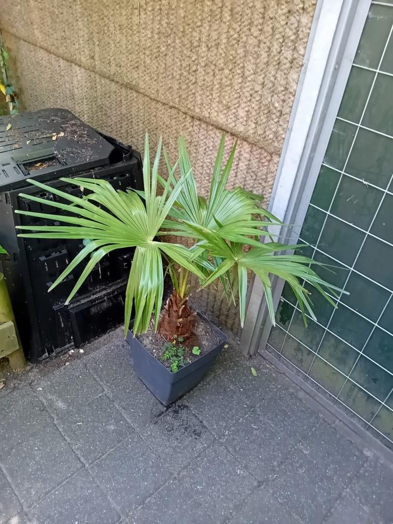 Winterharde palm 100cm incl pot, Volle zon, Vaste plant, Bloeit niet, Ophalen