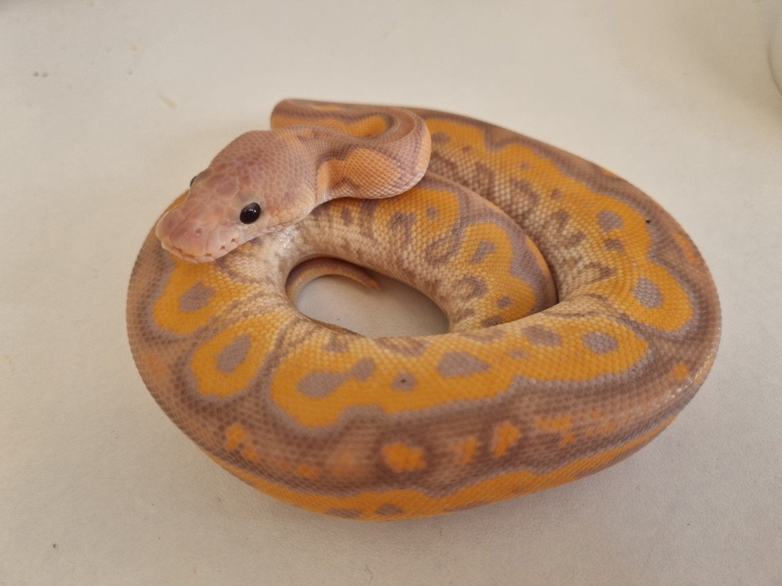 1.0 banana black pastel od (spotnose) clown koningspython Ball Python photo 2