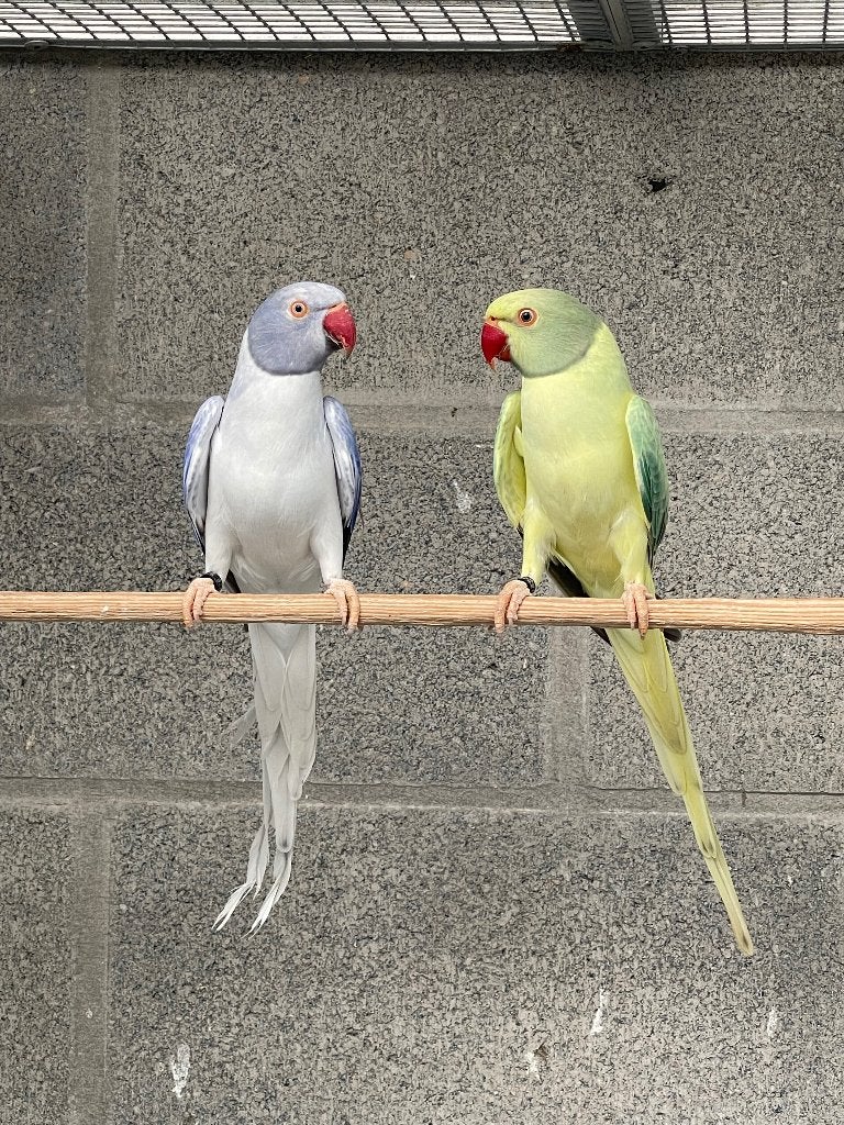 Halsbandparkiet, Dieren en Toebehoren, Geslacht onbekend, Parkiet