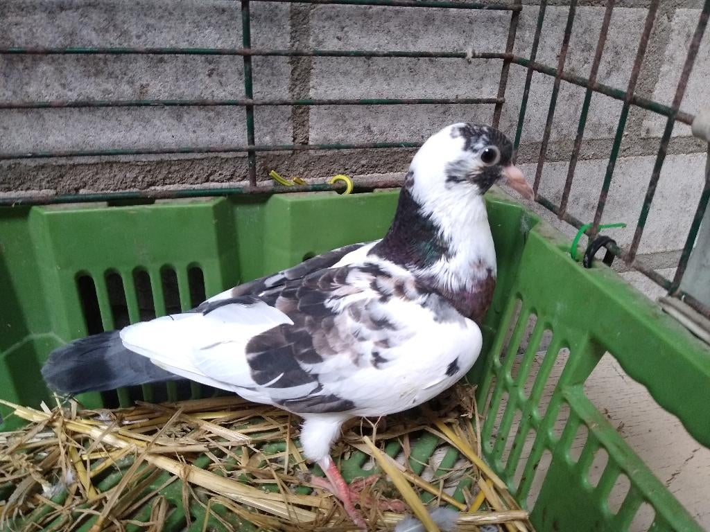 Te koop jonge sierduiven, Meerdere dieren, Overige soorten