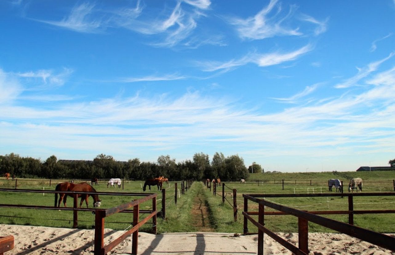 Pony uitloop boxen beschikbaar, Dieren en Toebehoren, Stalling en Weidegang, Weidegang