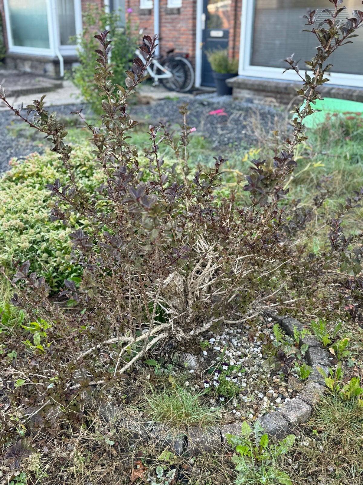 Gratis Blaasspirea, Tuin en Terras, Volle zon, Vaste plant, Zomer, Ophalen