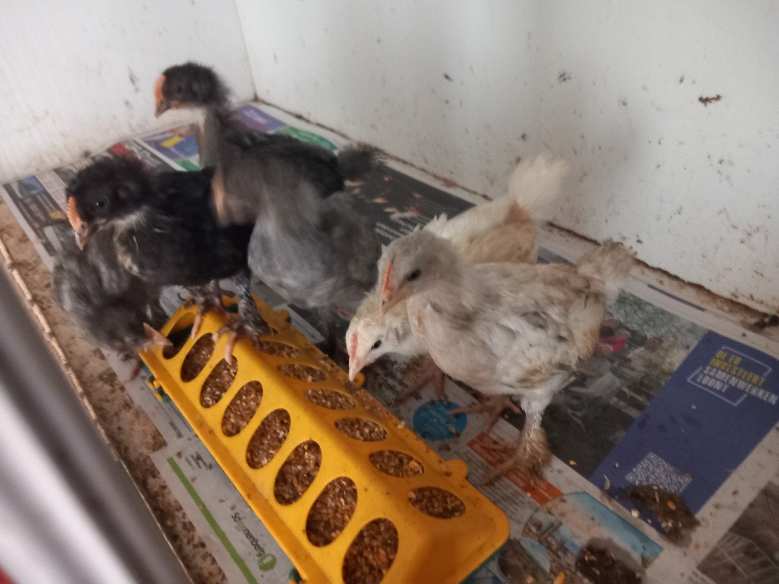 Kuiken haantjes (6) gratis af te halen, Mannelijk, Kip