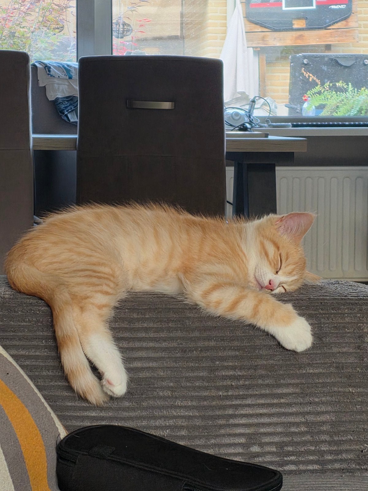 kruising Perzisch kittens mogen verhuizen, Dieren en Toebehoren, Meerdere dieren, Ontwormd, 0 tot 2 jaar