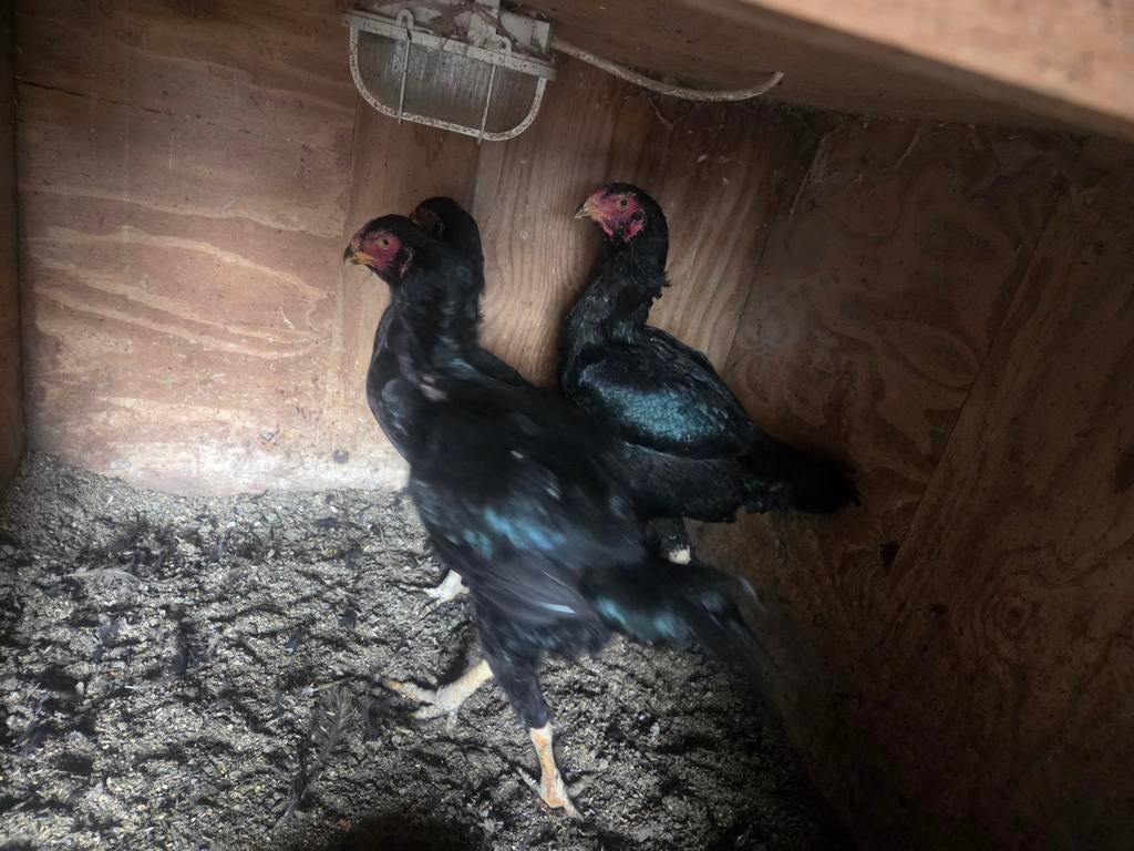 Te koop 3 grote shamo hennen, Dieren en Toebehoren, Pluimvee, Vrouwelijk, Kip