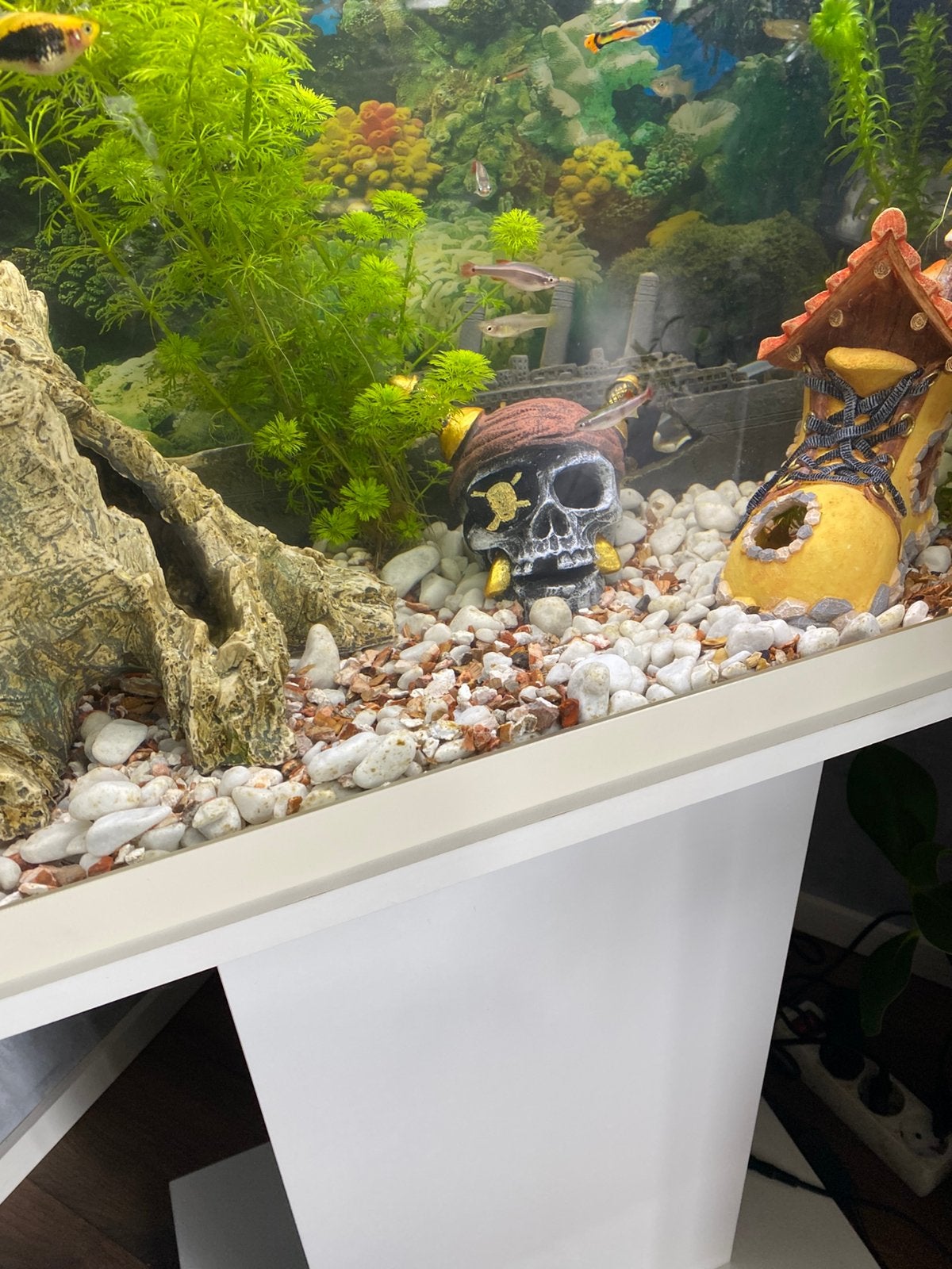 Gratis guppys en plaatjes, Dieren en Toebehoren, Vissen | Aquariumvissen, Vis