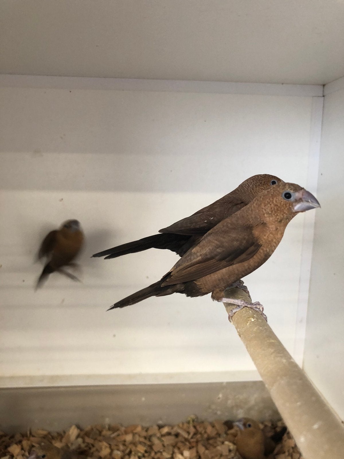 Zilverbekjes, Meerdere dieren