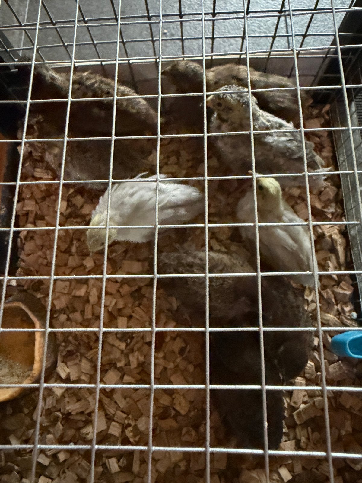 Kwartels, Dieren en Toebehoren, Pluimvee, Meerdere dieren, Overige soorten