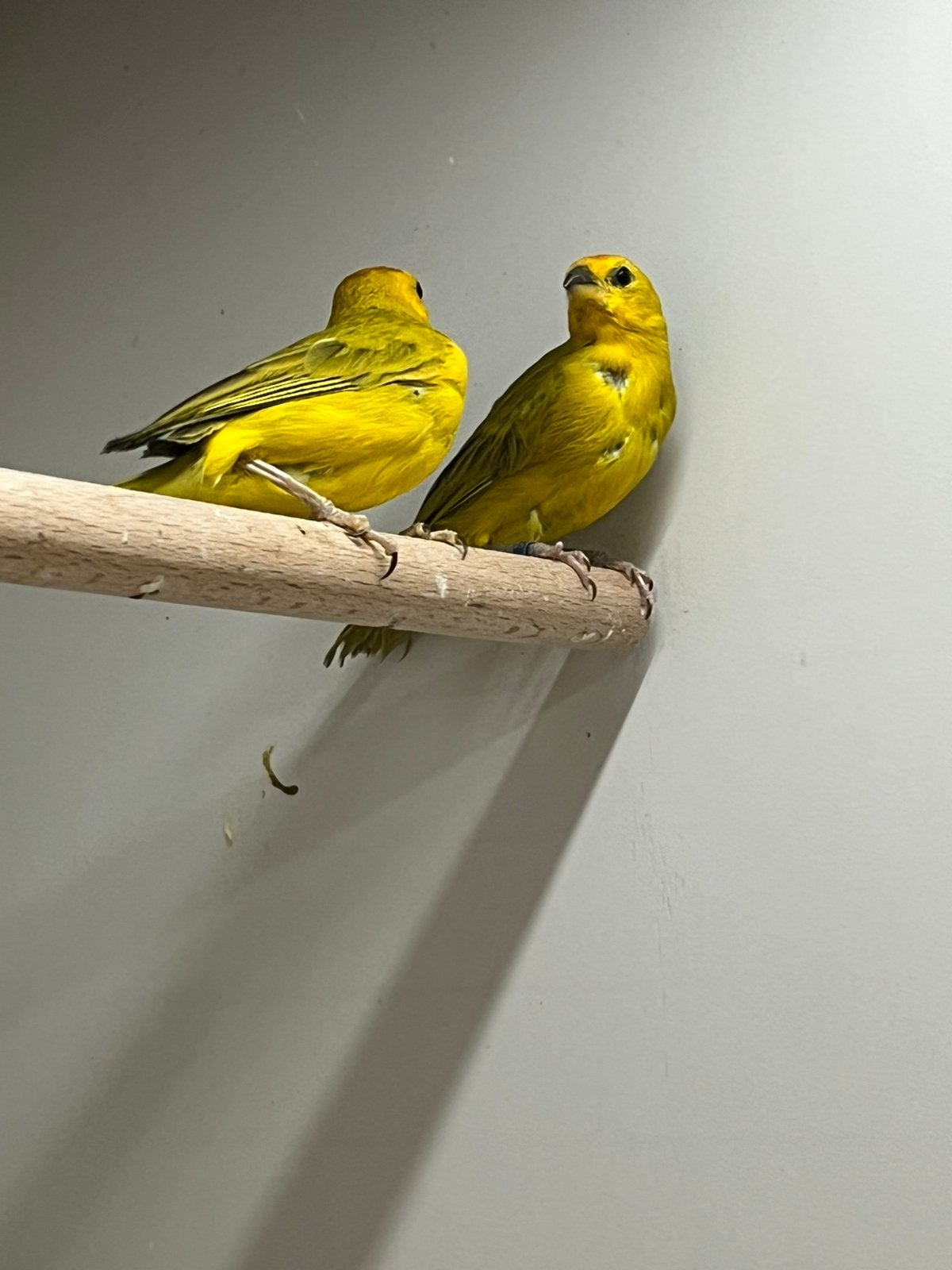Saffraanvink 1-1, Dieren en Toebehoren, Vogels | Overige Vogels, Meerdere dieren, Tropenvogel, Geringd