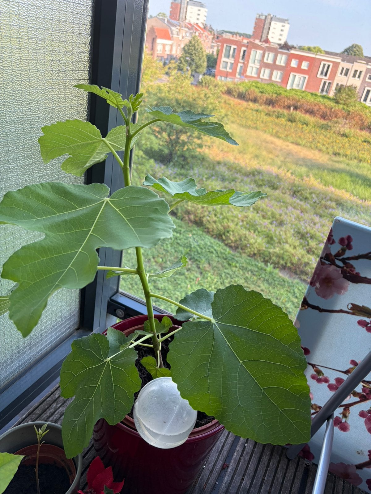 Avocado planten en vijgenstek, Ophalen, Minder dan 100 cm, Overige soorten, Zomer