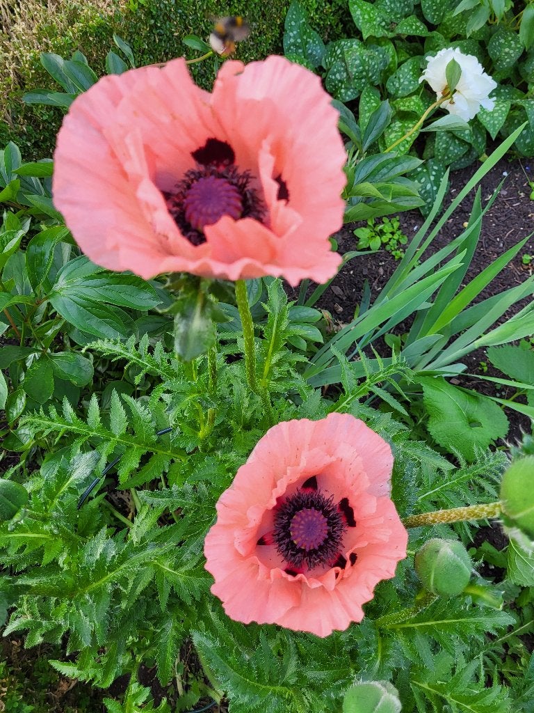 Zaden Papaver orientale Prinzessin Viktoria Louise, Ophalen of Verzenden, Volle zon