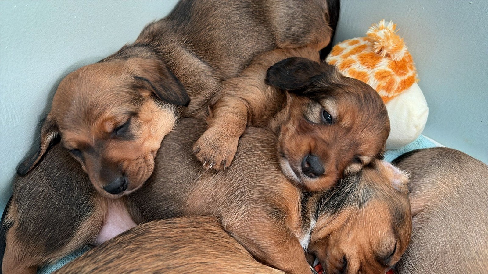 Teckel kruising pups, Dieren en Toebehoren, 8 tot 15 weken, Parvo, Meerdere, Meerdere dieren