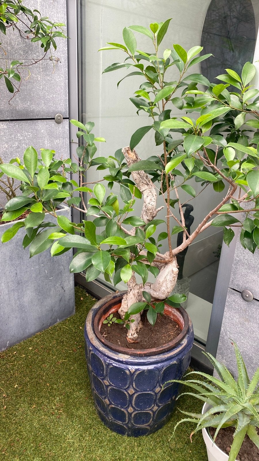 2 stuks Ficus Ginseng Bonsai boompjes - 105 cm hoog, Huis en Inrichting, Kamerplanten, Bonsai, 100 tot 150 cm, Groene kamerplant