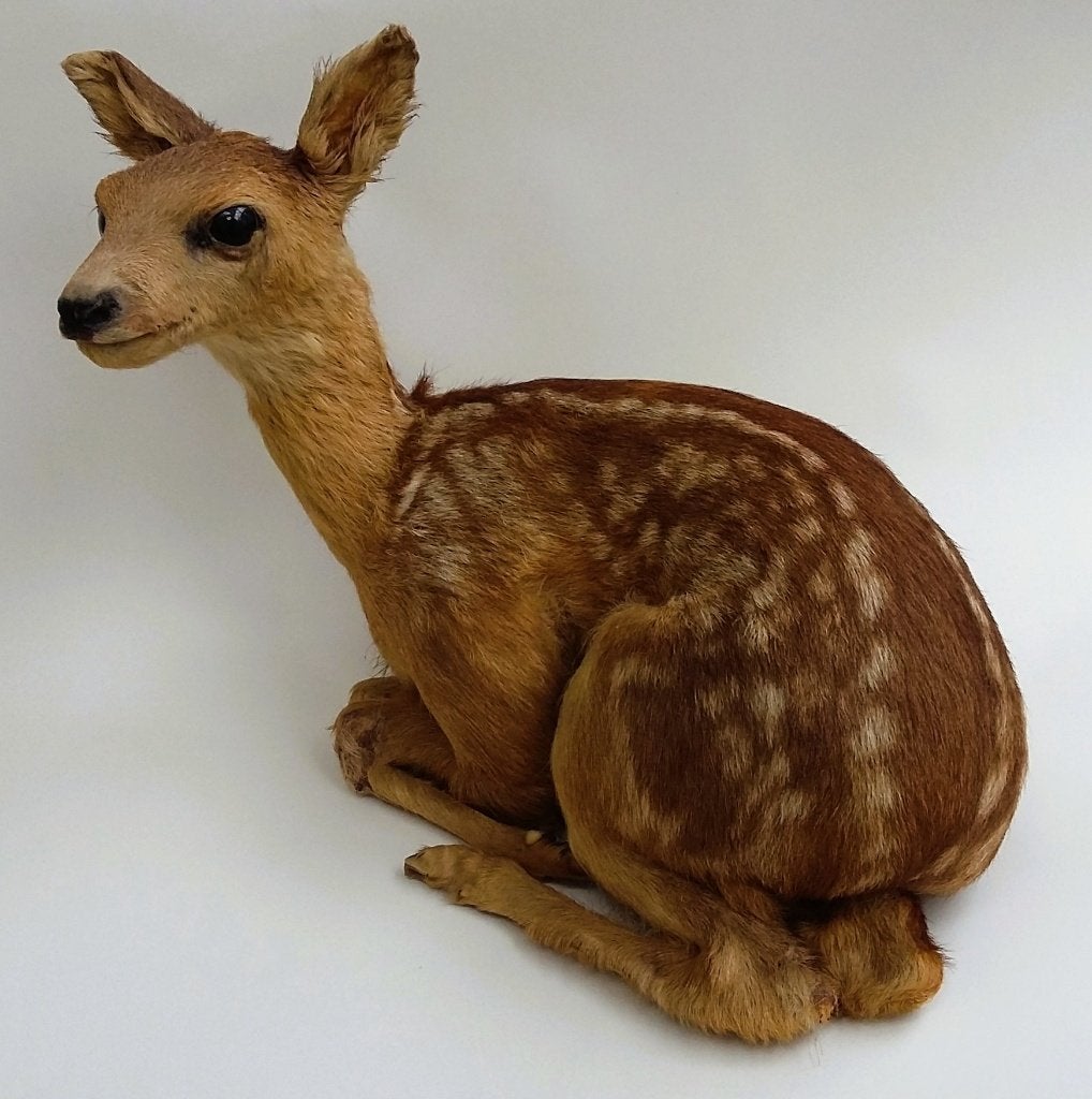 Opgezet Reekalf Ree Hert Kalf Hertje Taxidermie ZEER MOOI!, Ophalen of Verzenden, Zo goed als nieuw, Hert, Opgezet dier