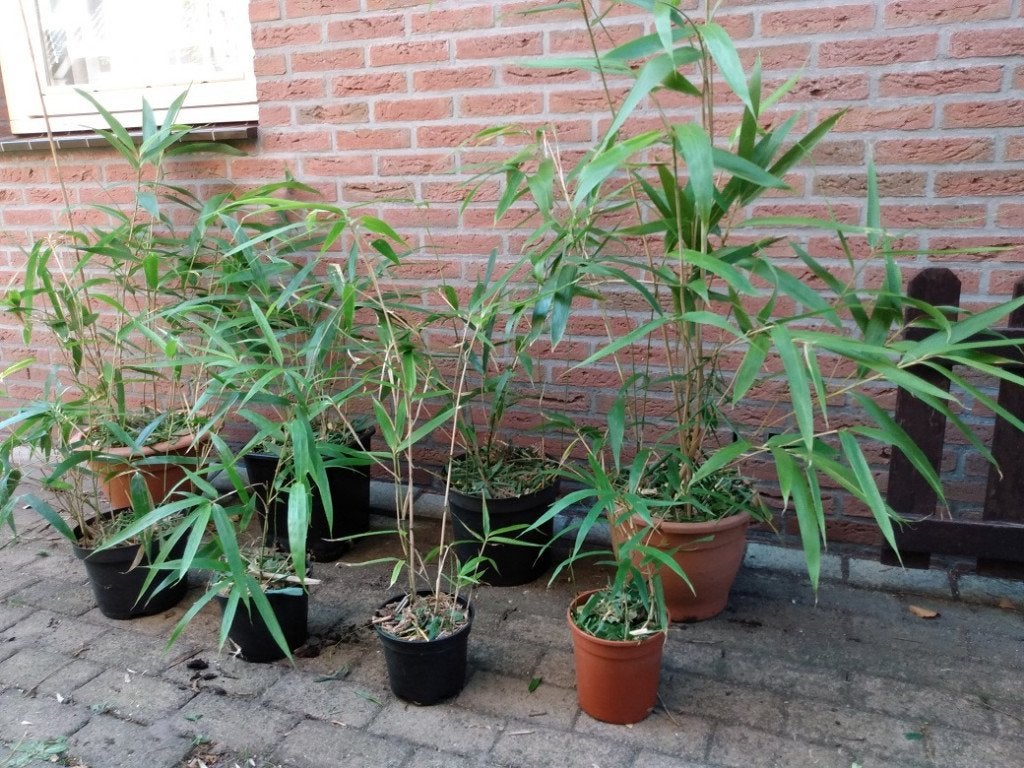 Japanse bamboe: goedkope kleine exemplaren v.a. 3 voor €10.-, Tuin en Terras, Ophalen, Vaste plant, Siergrassen, Bloeit niet
