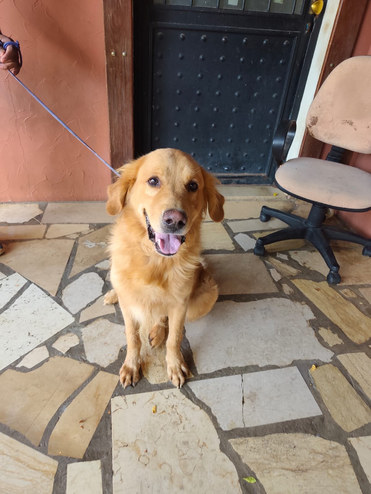 Golden Retriever, Particulier, Reu, Buitenland, Eén hond