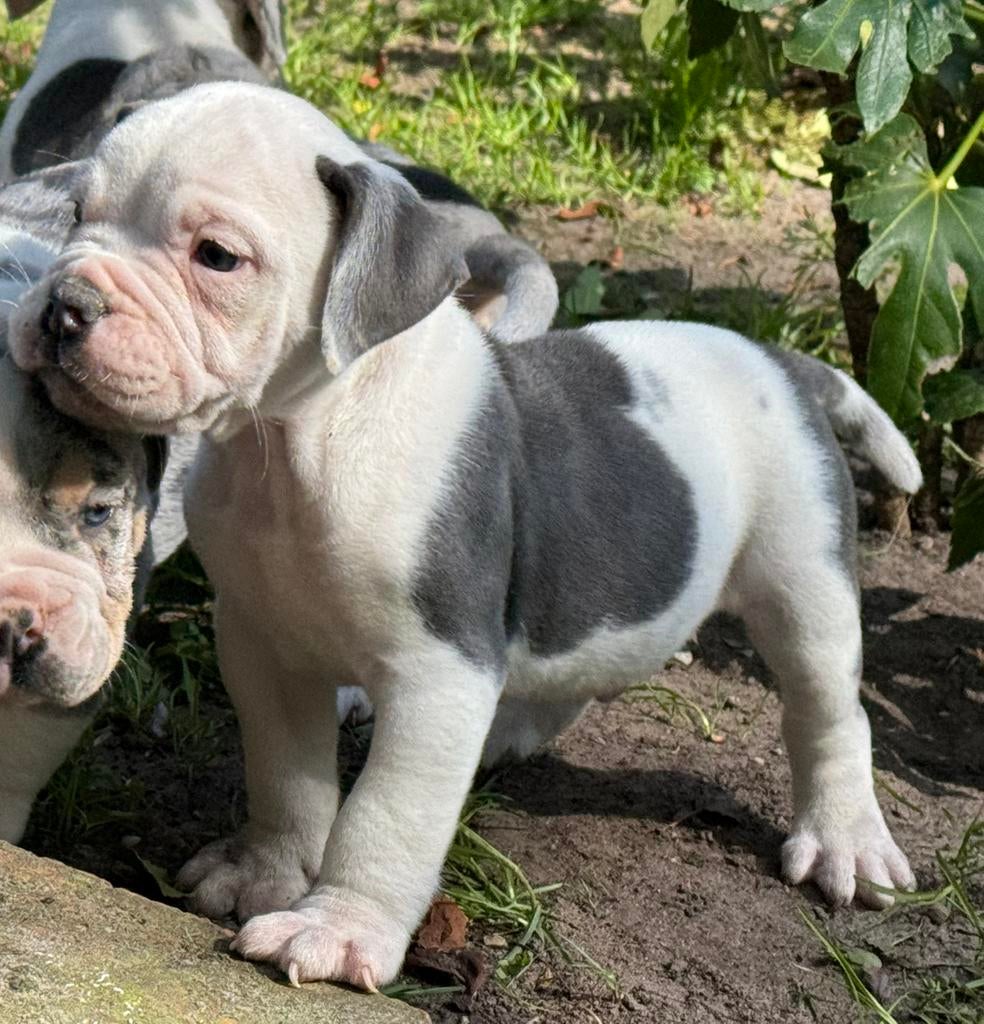 Bullforce Old English Bulldog pup blauw wit 1500€, Nederland, Parvo, 8 tot 15 weken, Bulldog