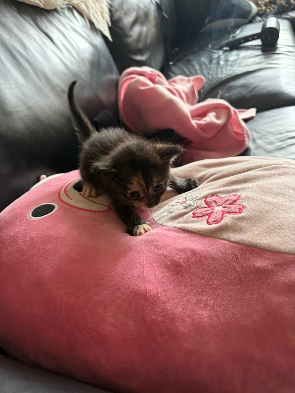 Super leuke lievw kittens, Dieren en Toebehoren, Meerdere dieren