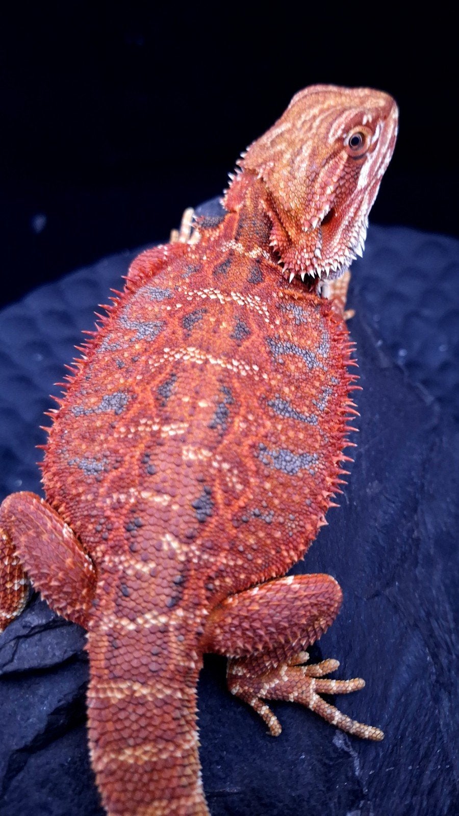 50% Red Monster Extreme Blue Tiger Baardagaam vrouwen, Dieren en Toebehoren, Hagedis, Tam, 0 tot 2 jaar