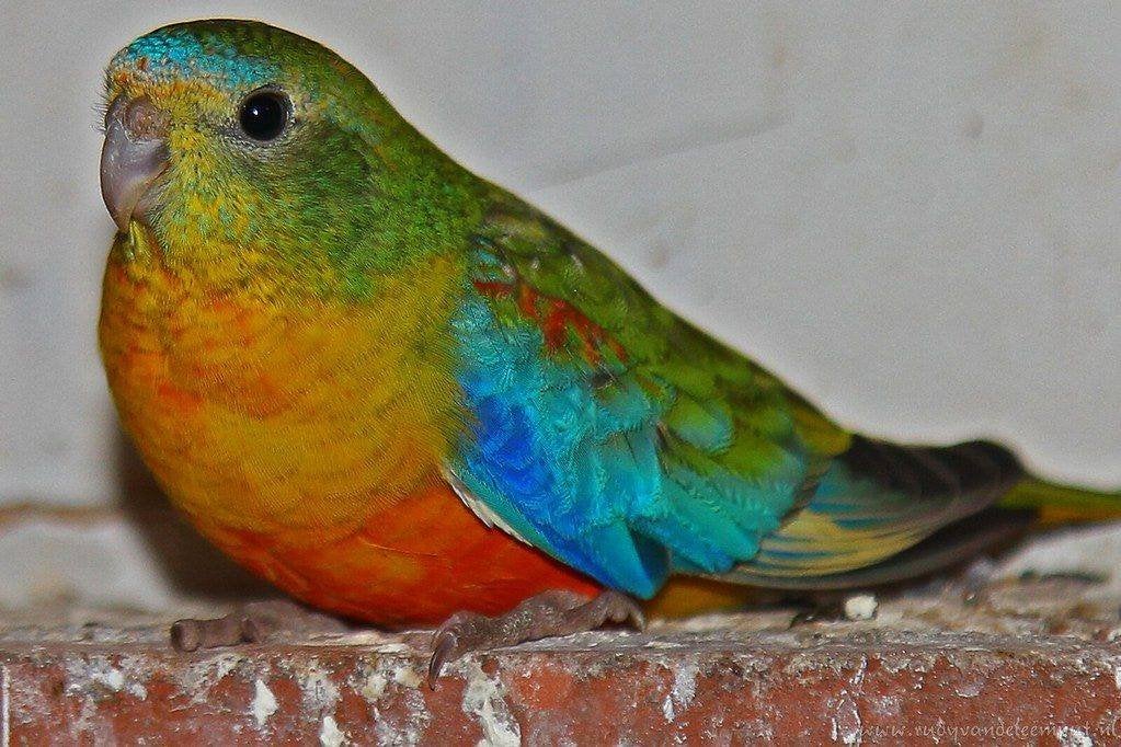 Turquoisine, Meerdere dieren, Parkiet