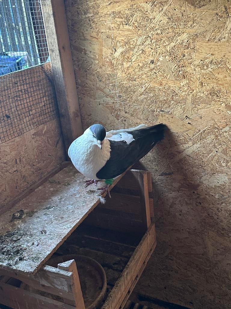 Te koop Afghaans Duiven, Dieren en Toebehoren, Meerdere dieren, Overige soorten