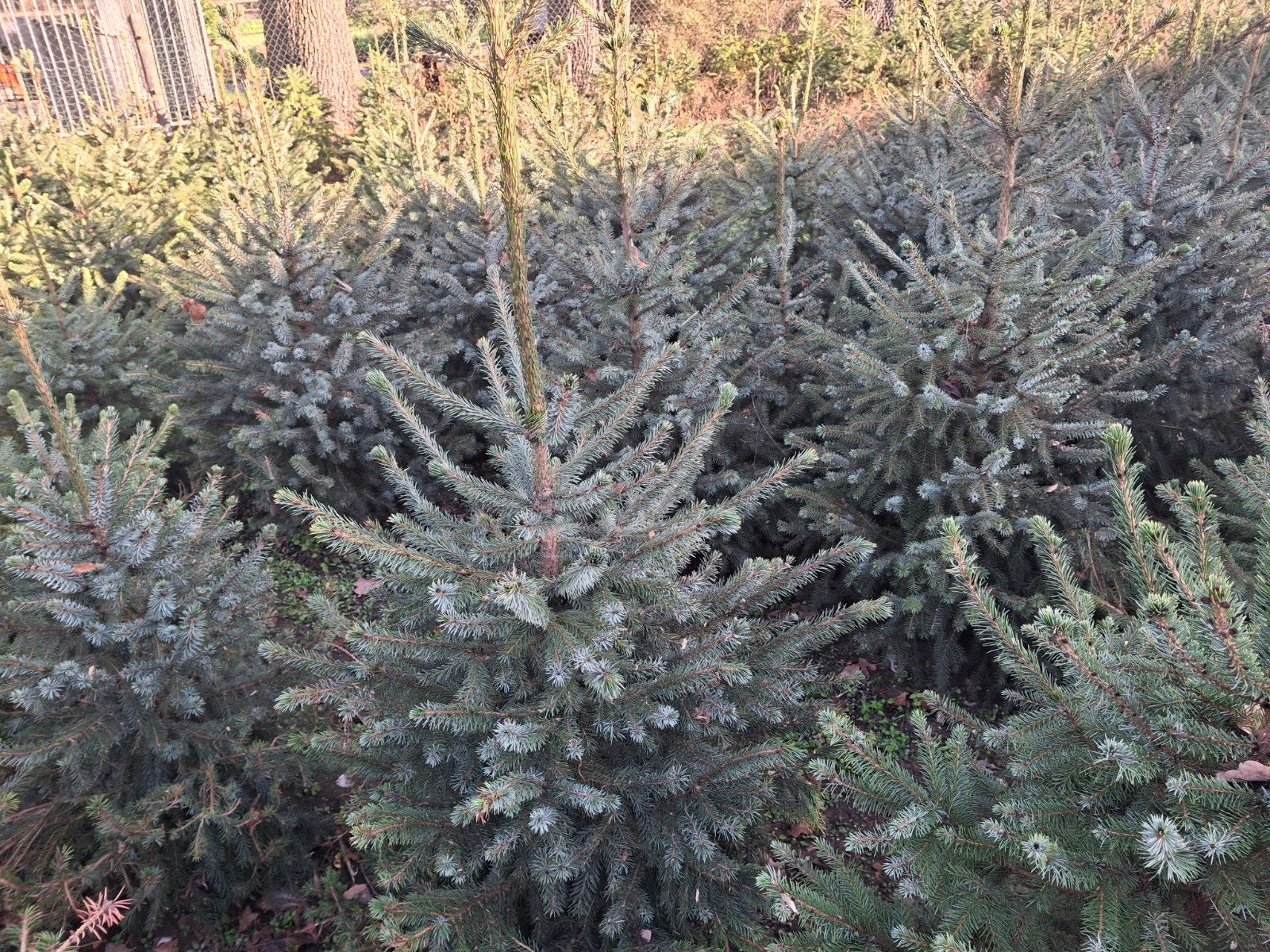 Jonge Kerstbomen - Picea Pungens Glauca, Overige soorten, Volle zon, Ophalen of Verzenden, Bloeit niet