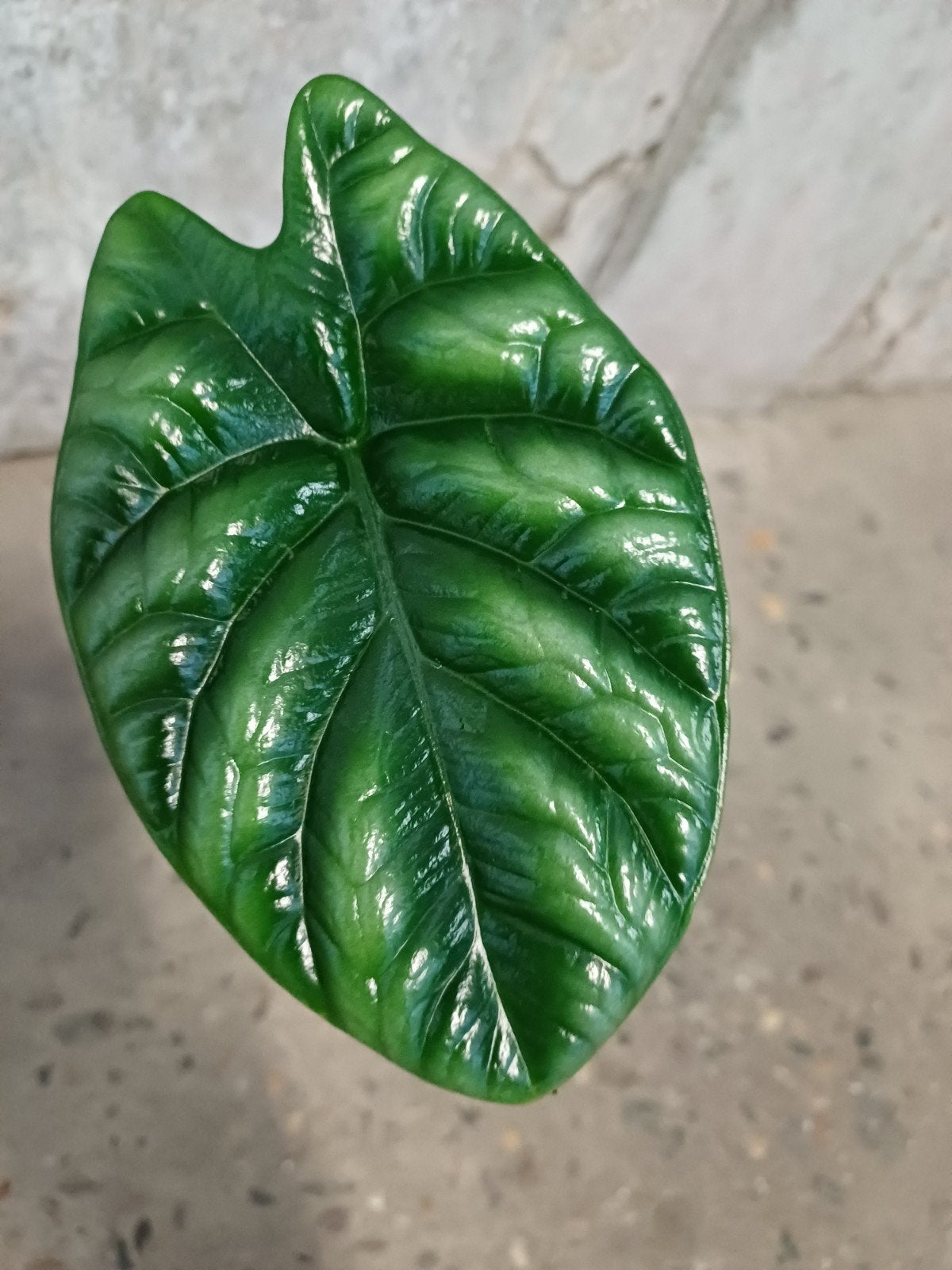 Alocasia Sinuata knolletjes, Ophalen of Verzenden, Halfschaduw, Minder dan 100 cm