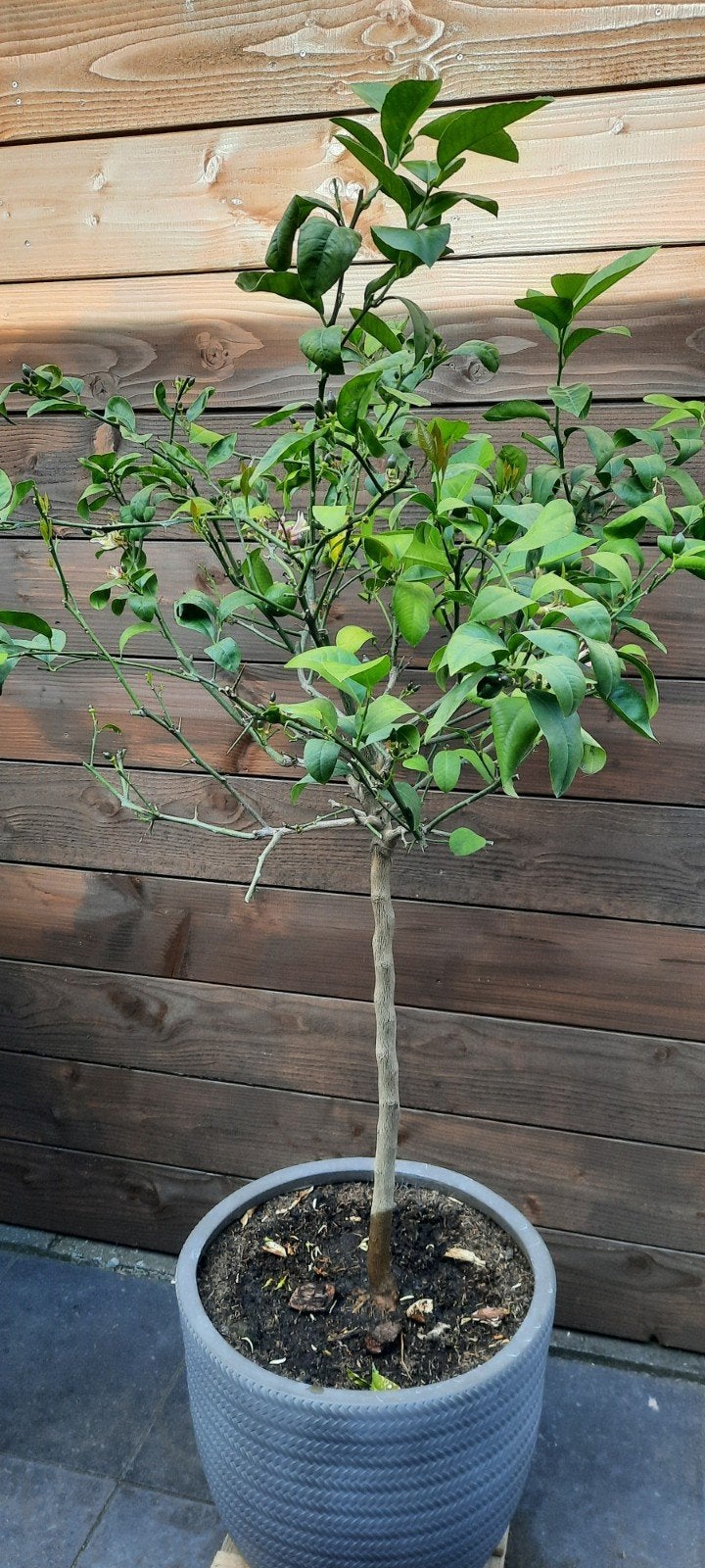 Citroenboom - Vers fruit uit eigen tuin! Zonder pot., Ophalen, Volle zon, Vaste plant, Fruitplanten