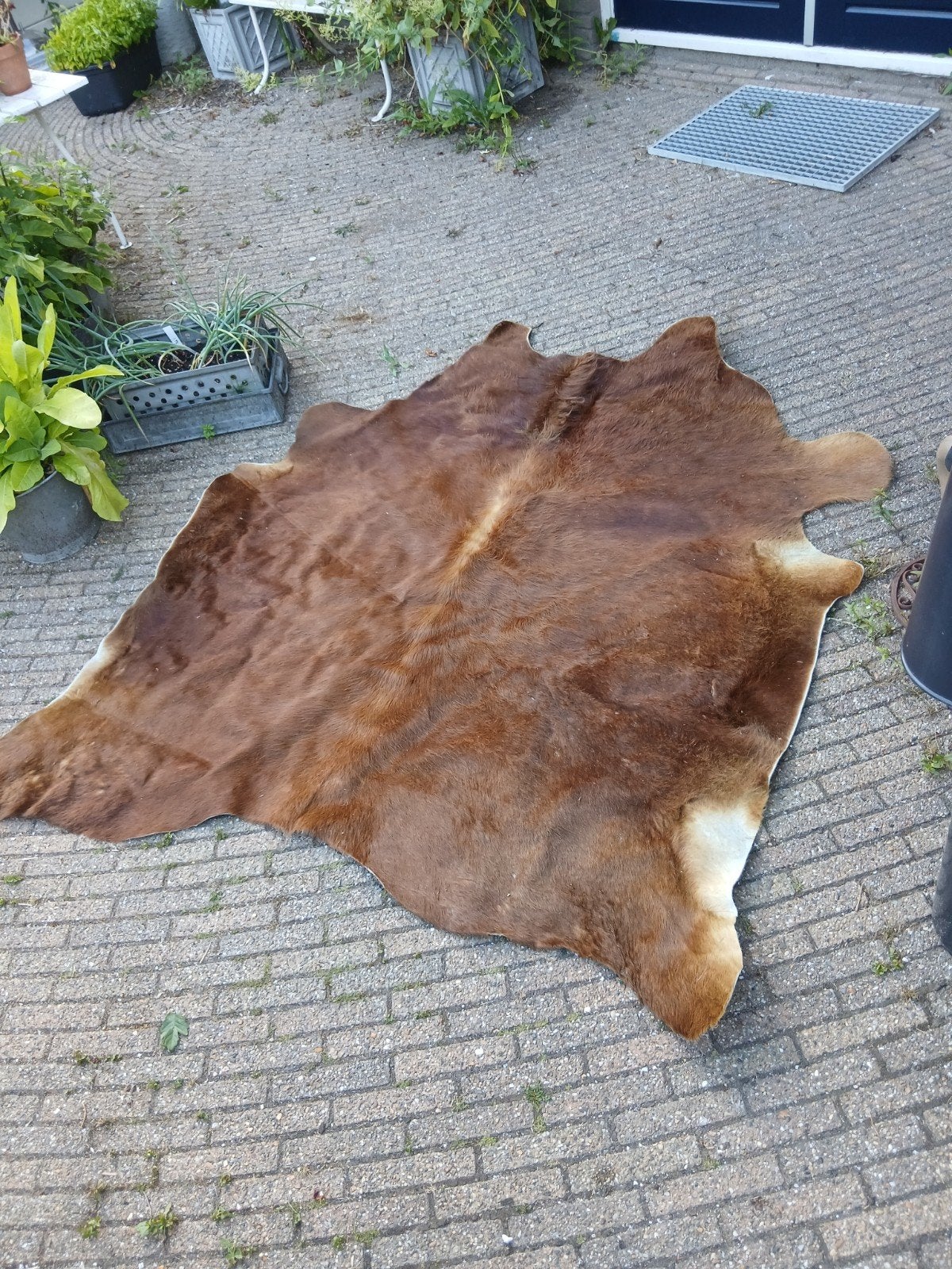 koeienhuid, Ophalen, Vo, Gebruikt, Bruin