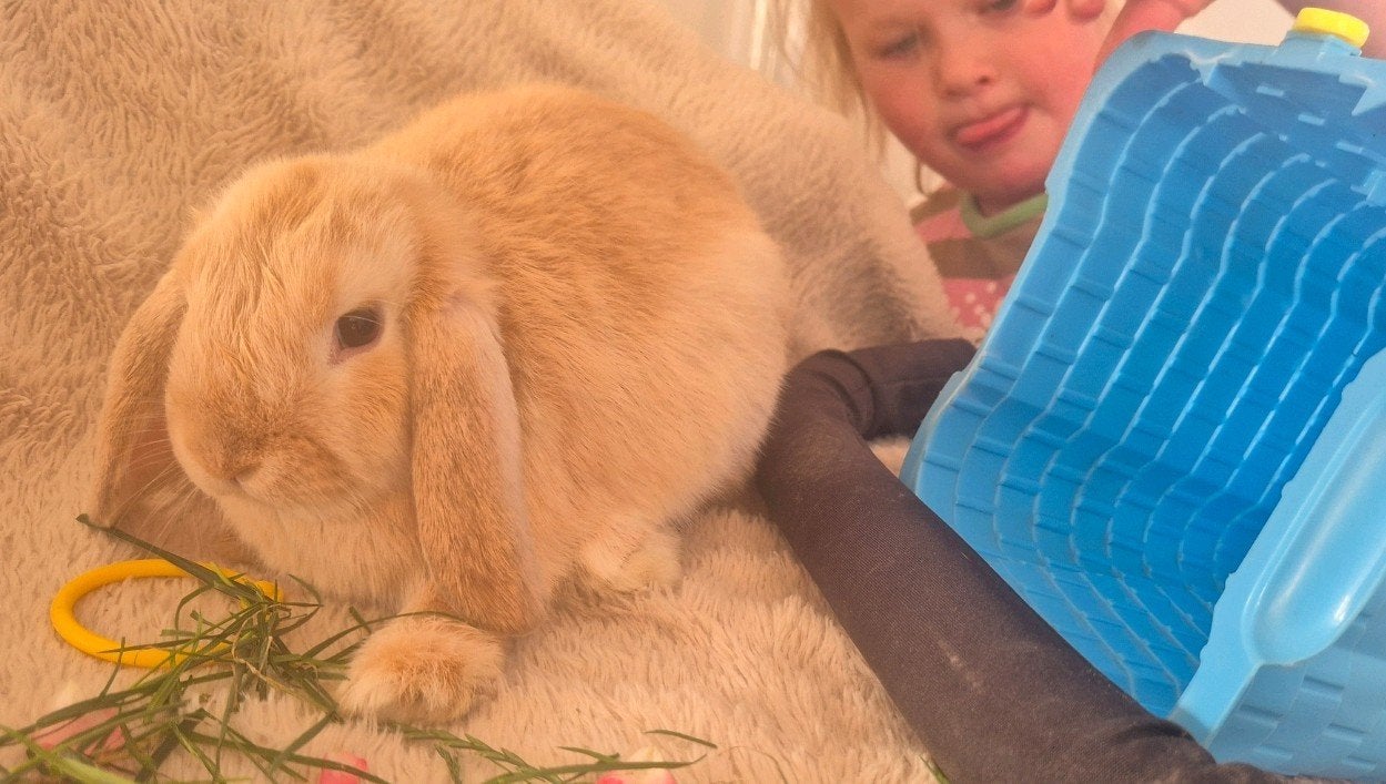 Rammetje NHD konijn. 10 weken oud, Dieren en Toebehoren, Mannelijk, Dwerg, Hangoor, 0 tot 2 jaar