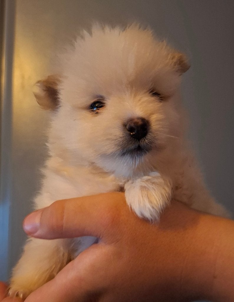 beschikbaar 3 pomeriaan teefjes, Keeshond, CDV (hondenziekte), 8 tot 15 weken, Meerdere