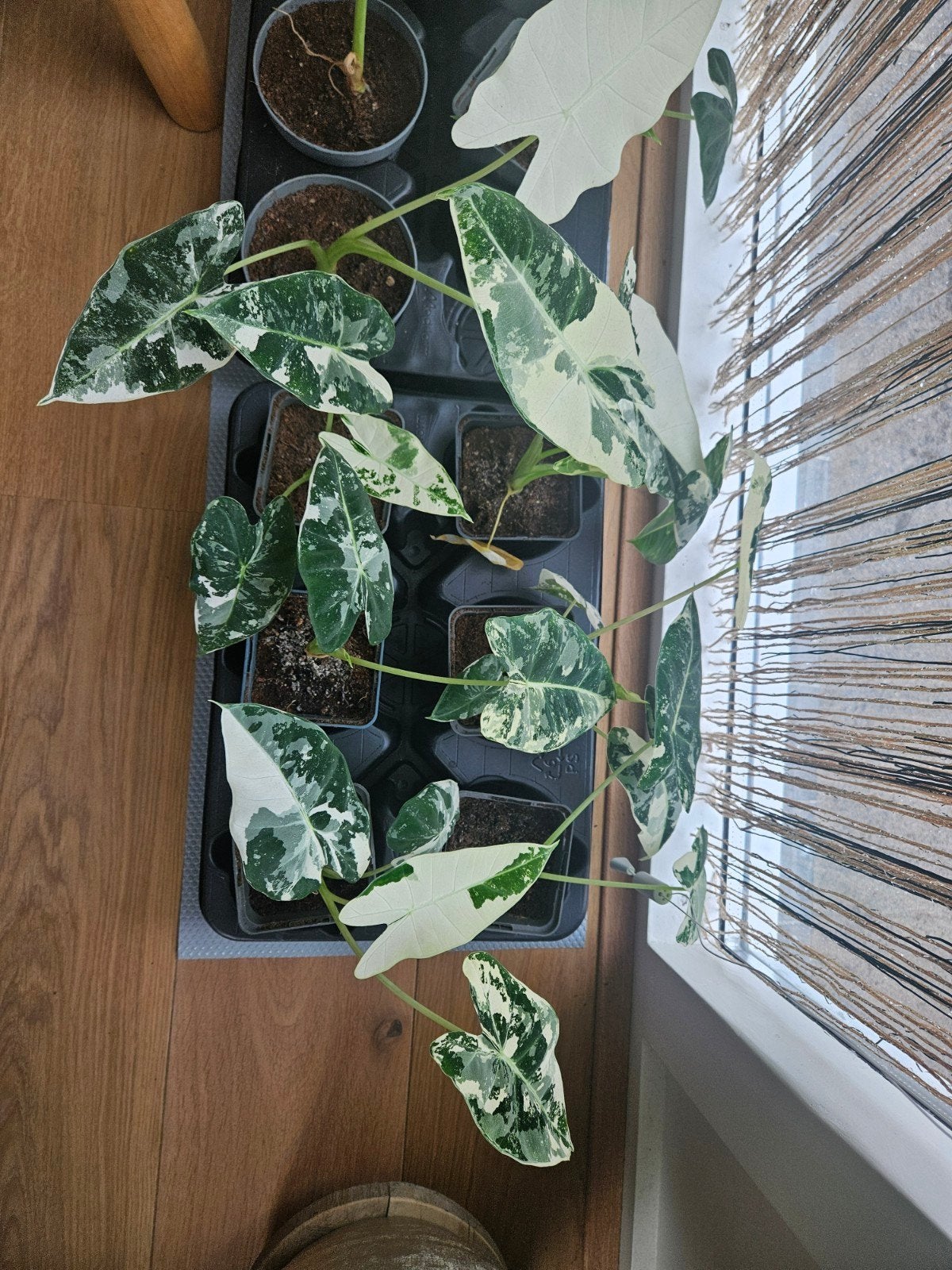 Alocasia 10 euro Frydek Variegata, Ophalen of Verzenden, Halfschaduw, Minder dan 100 cm