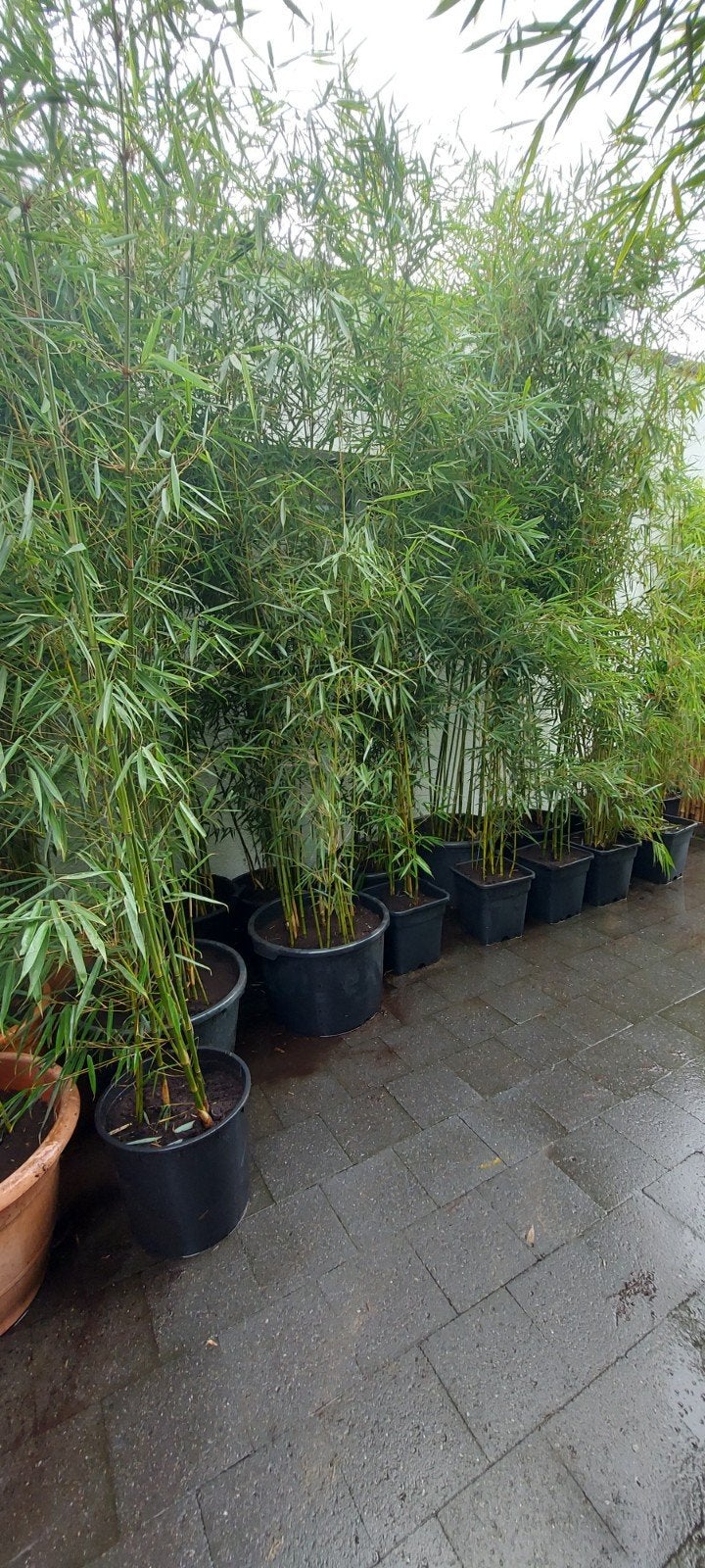 fargesia robusta campbell  , niet woekerende  bamboe, Ophalen, Bamboe, 250 cm of meer