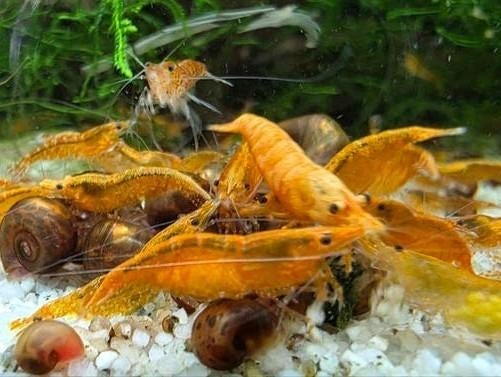 Neocaridina Orange / oranje neocaridina garnalen, Dieren en Toebehoren, Kreeft, Krab of Garnaal
