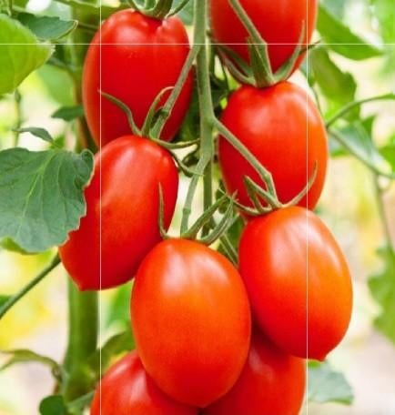 TK: Onbespoten Pruimtomaatplantjes bio, Ophalen, Volle zon, Groenteplanten, Eenjarig