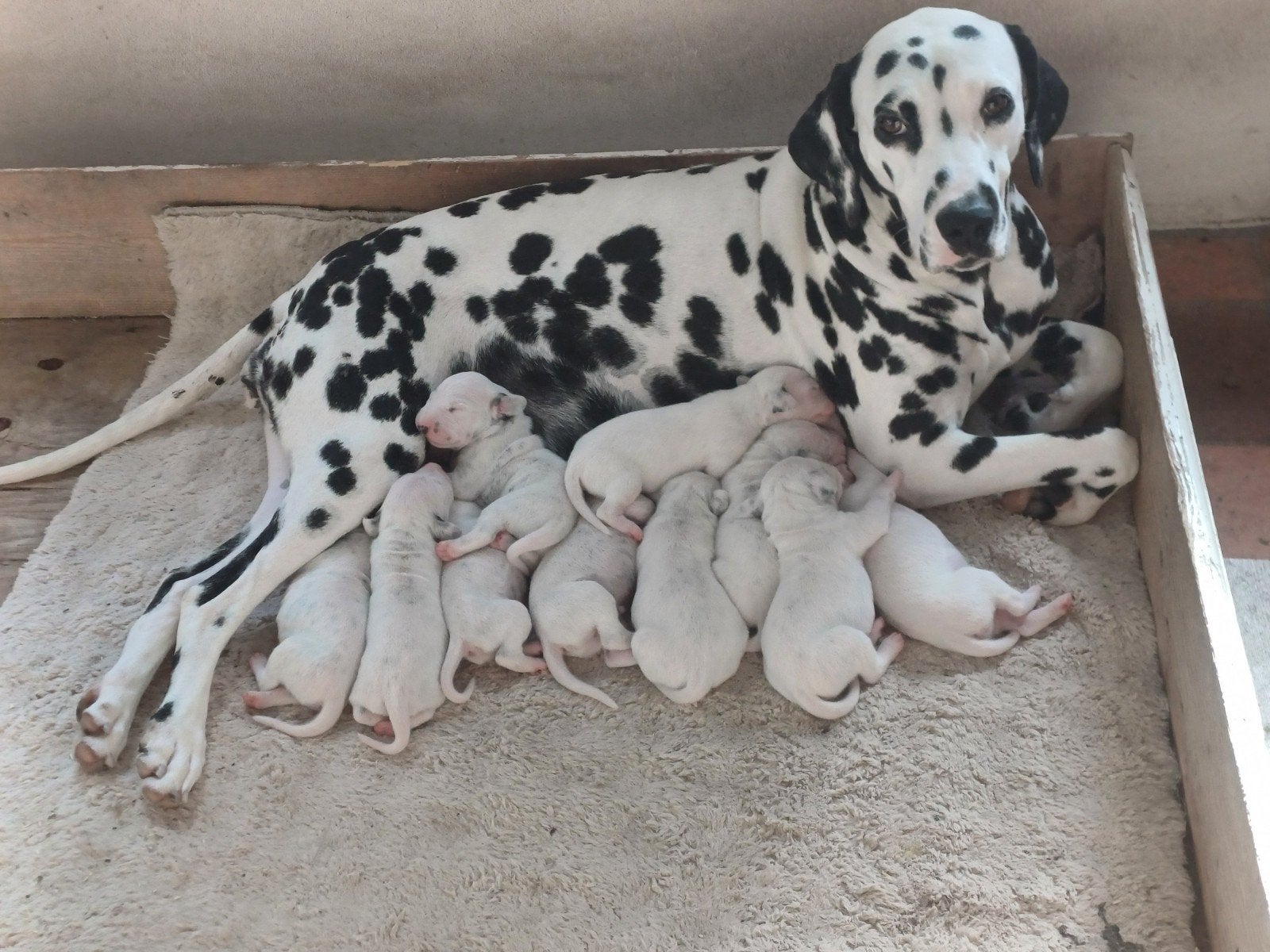 prachtige dalmatier pups, Dieren en Toebehoren, 8 tot 15 weken, Meerdere, Meerdere dieren, Nederland