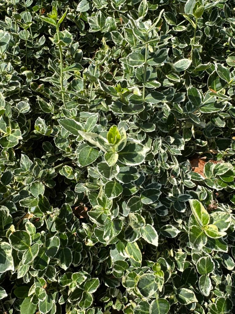 Gratis grote hoeveelheid bodembedekkers planten zie foto’s, Tuin en Terras, Ophalen, Overige soorten, Minder dan 100 cm