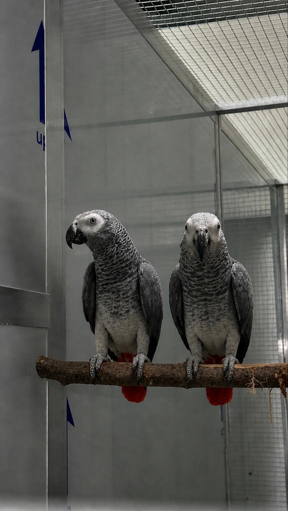 Kweekkoppel import grijze roodtaart papegaaien, Dieren en Toebehoren, Vogels | Parkieten en Papegaaien, Meerdere dieren, Papegaai